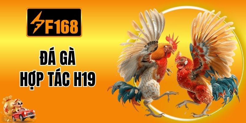 Đá Gà Hợp Tác H19 – Sân Chơi Chọi Kê Nổi Bật Tại F168